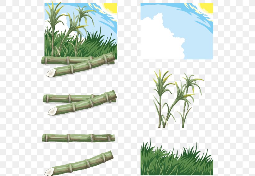 Saccharum Download, PNG, 553x567px, Sugarcane Juice, Cartoon, Grass, Grass Family, Organism Download Free