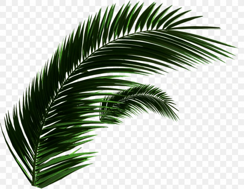 Asian Palmyra Palm Babassu Oil Palms Date Palm Arecaceae, PNG, 904x700px, Asian Palmyra Palm, Arecaceae, Arecales, Attalea, Attalea Speciosa Download Free