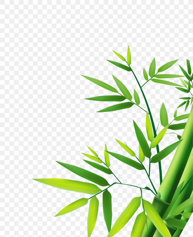 Bamboo Bamboe, PNG, 888x1091px, Bamboo, Bamboe, Branch, Cmyk Color Model, Grass Download Free