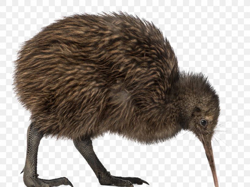 Bird Clip Art Little Spotted Kiwi Transparency, PNG, 1024x768px, Bird, Animal, Beak, Emu, Flightless Bird Download Free