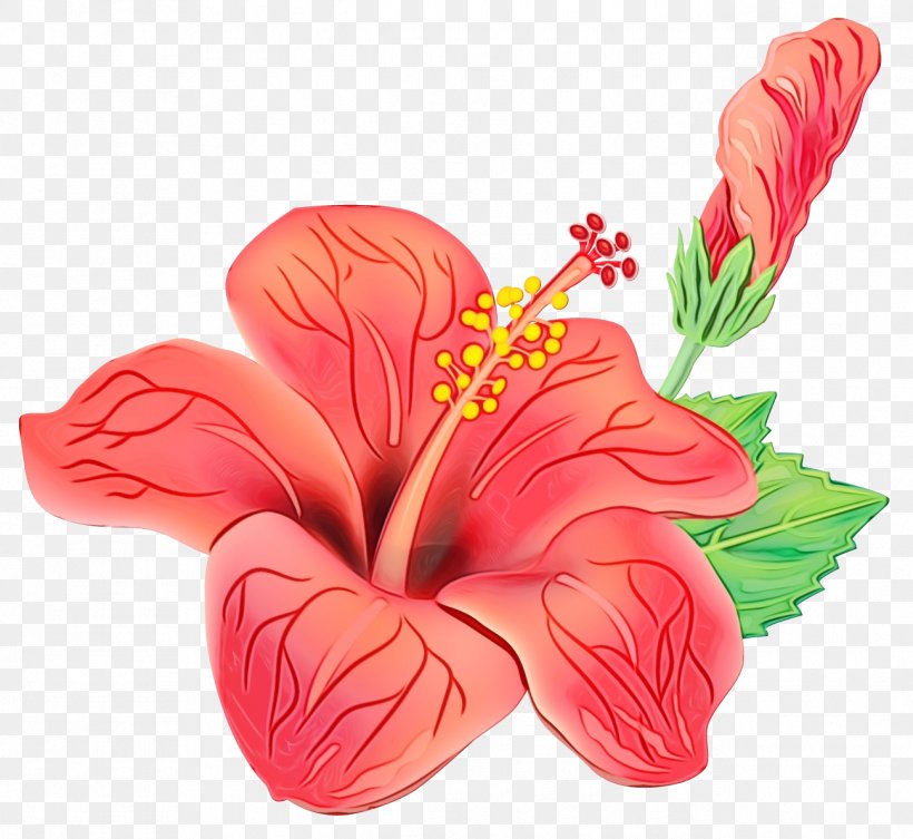 Drawing Of Family, PNG, 1296x1191px, Shoeblackplant, Alyogyne, Anthurium, Blue Hibiscus, Chinese Hibiscus Download Free