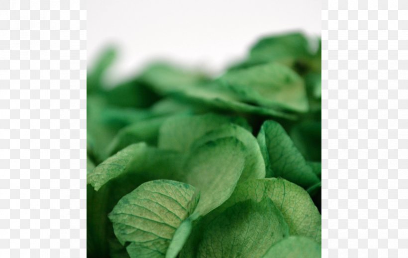 Komatsuna Herb, PNG, 863x547px, Komatsuna, Herb, Leaf Vegetable, Vegetable Download Free