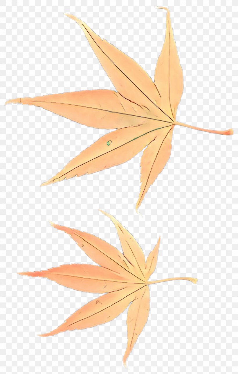 Maple Leaf, PNG, 1596x2504px, Cartoon, Flower, Leaf, Maple Leaf, Plane Download Free