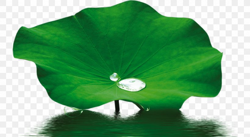 Petal Leaf Nelumbo Nucifera Lotus Effect, PNG, 1045x576px, Petal, Artworks, Drop, Flower, Green Download Free