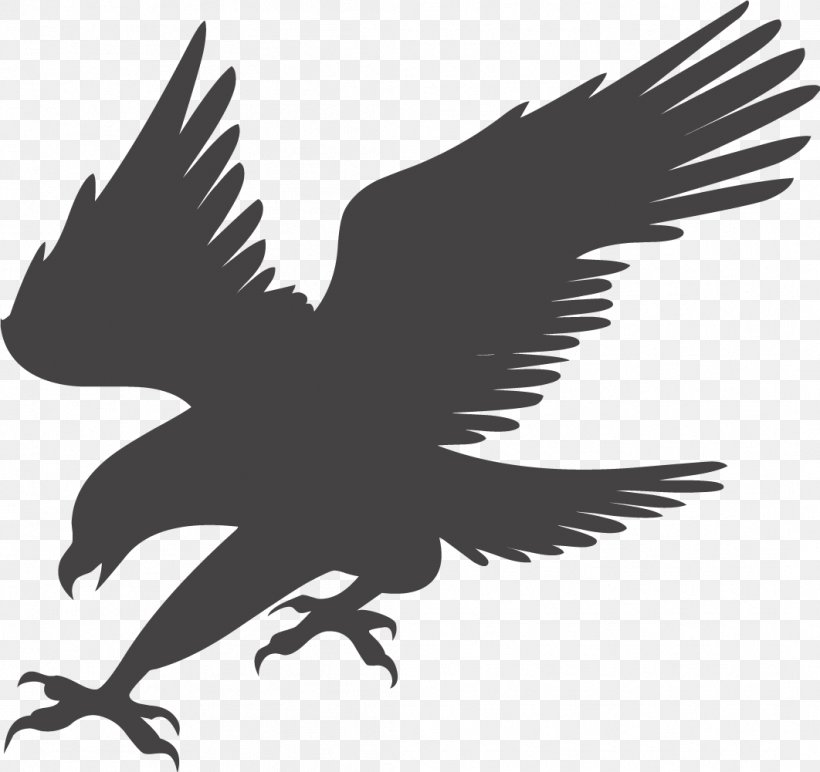 Bald Eagle Clip Art, PNG, 1062x1001px, Eagle, Art, Beak, Bird, Bird Of Prey Download Free