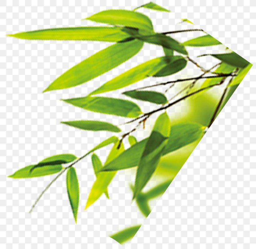 Bamboo Leaf Bamboe, PNG, 803x798px, Bamboo, Bamboe, Branch, Chimonobambusa Quadrangularis, Dragon Boat Festival Download Free
