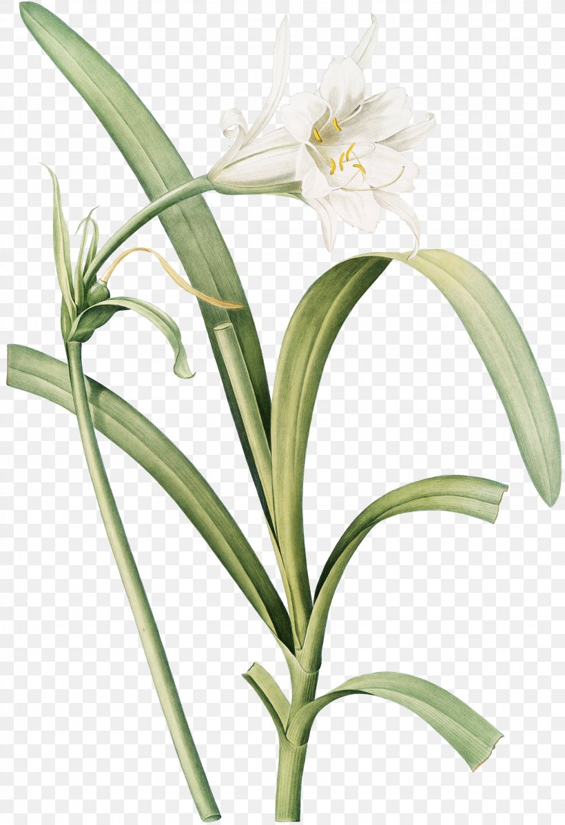 Beach Spider Lily Lithography Art Cut Flowers, PNG, 2259x3300px, Lithography, Amaryllis Family, Art, Collage, Cut Flowers Download Free