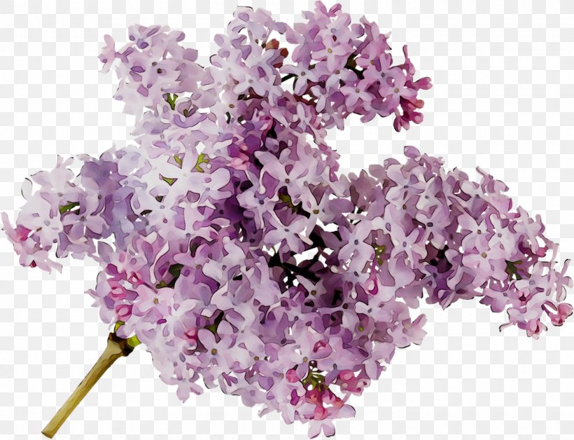 Cut Flowers Branching, PNG, 1420x1089px, Cut Flowers, Artificial Flower, Branching, Dendrobium, Flower Download Free