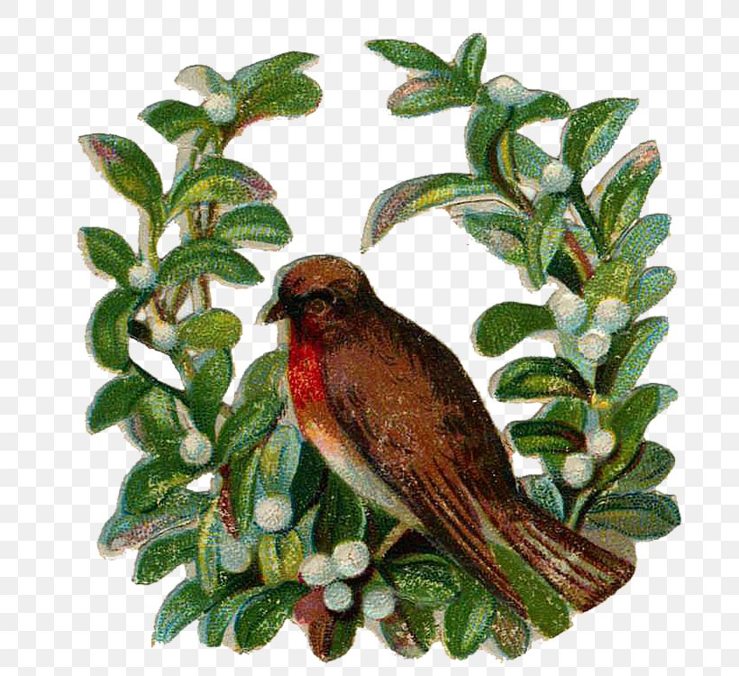 Finch Beak Fauna Cuckoos, PNG, 731x750px, Finch, Beak, Bird, Branch, Cuckoos Download Free