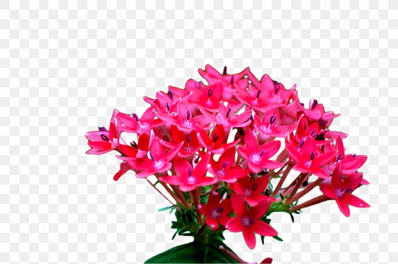 Floral Design Cut Flowers Flower Bouquet Plants, PNG, 858x570px, Floral Design, Annual Plant, Artificial Flower, Blog, Bougainvillea Download Free