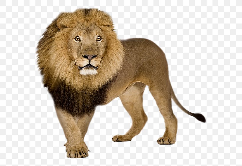Lion Icon, PNG, 588x565px, Lion, Animal, Baboons, Big Cat, Big Cats Download Free