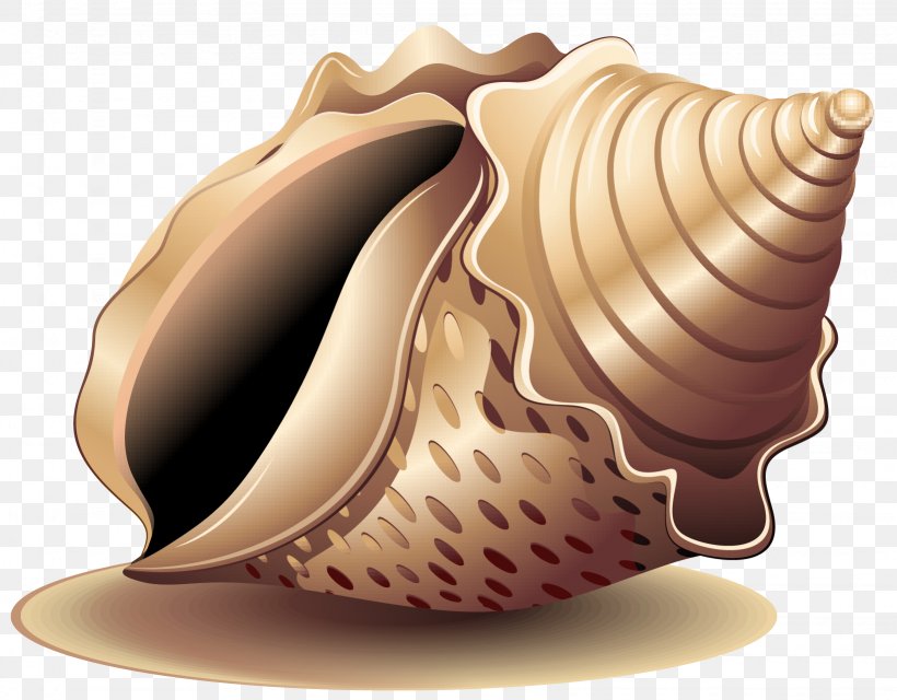 Sea Snail Seashell, PNG, 1639x1281px, Snail, Caracol, Conch, Conchology, Molluscs Download Free