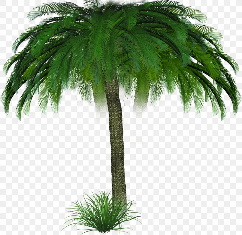 Arecaceae Tree Woody Plant Blog, PNG, 1451x1408px, Arecaceae, Arecales, Asian Palmyra Palm, Attalea Speciosa, Blog Download Free