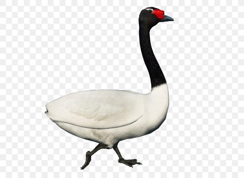 Cygnini Goose Duck Fauna Neck, PNG, 800x600px, Cygnini, Beak, Bird, Duck, Ducks Geese And Swans Download Free