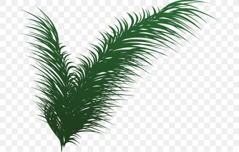 Leaf Tree Evergreen, PNG, 684x521px, Leaf, Arecales, Branch, Coconut, Date Palm Download Free