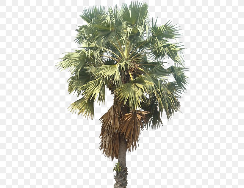 Mexican Fan Palm Arecaceae Wodyetia Tree, PNG, 453x630px, Mexican Fan Palm, Areca Nut, Arecaceae, Arecales, Asian Palmyra Palm Download Free