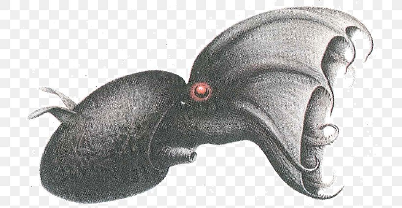 Vampire Squid Octopus Cephalopod, PNG, 733x425px, Squid, Carl Chun, Cephalopod, Cuttlefishes, Deep Sea Download Free