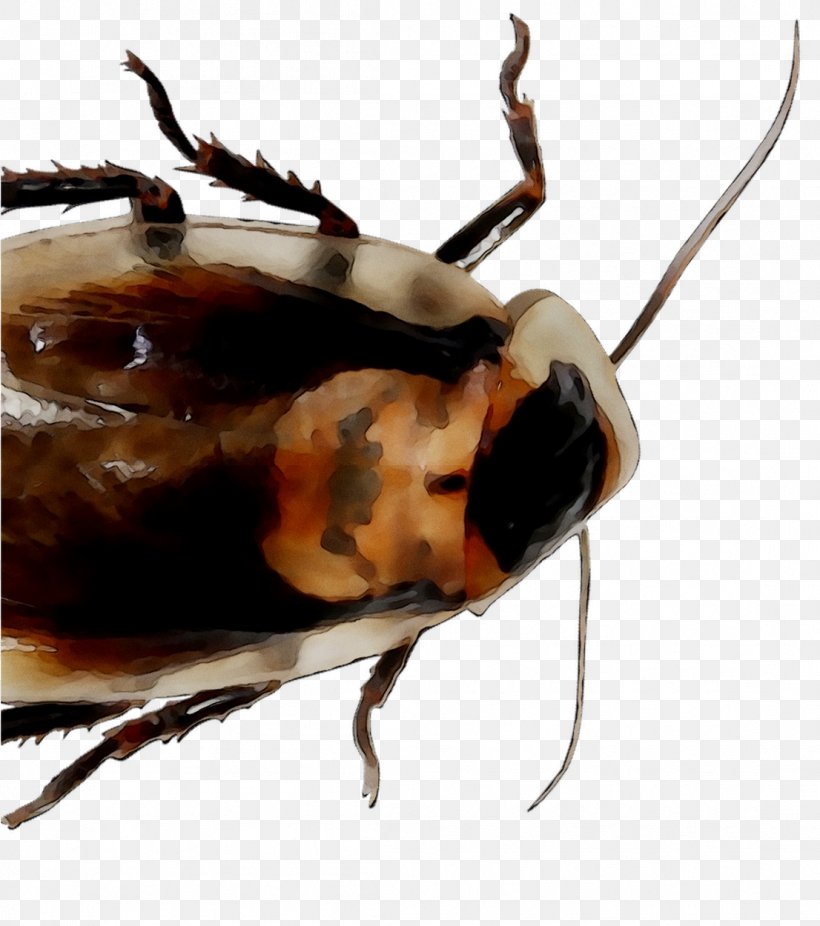 Cockroach Beetle Membrane Scarab Insect, PNG, 1106x1250px, Cockroach, Arthropod, Beetle, Blister Beetles, Cetoniidae Download Free