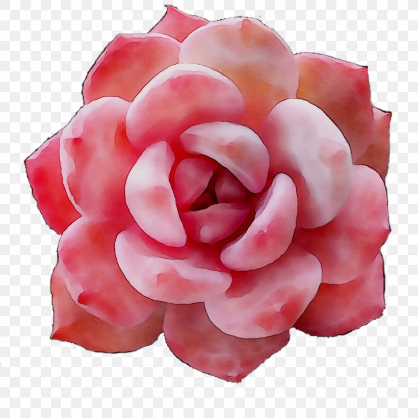 Garden Roses Cut Flowers Petal, PNG, 1098x1098px, Garden Roses, Artificial Flower, Begonia, Camellia, Cut Flowers Download Free