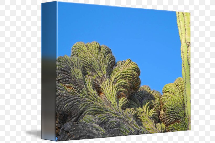 Saguaro Cactaceae Stock Photography Royalty Payment, PNG, 650x547px, Saguaro, Biome, Cactaceae, Ecosystem, Grass Download Free