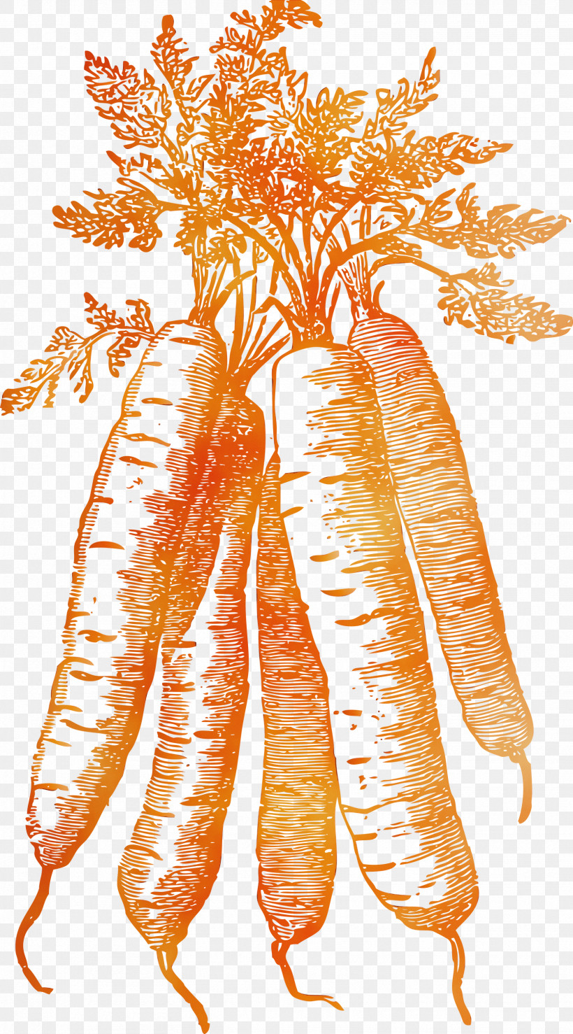 Carrot, PNG, 1663x2999px, Vegetable, Carrot, Paint, Watercolor, Wet Ink Download Free