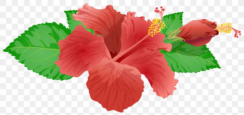 Flower Royalty-free Clip Art, PNG, 8000x3780px, Flower, Art, Chinese Hibiscus, Color, Floral Design Download Free