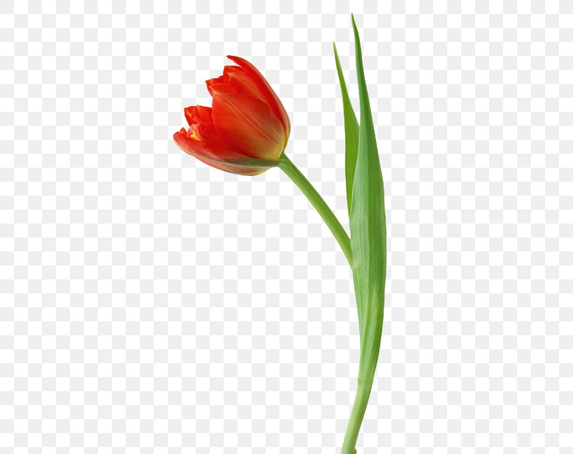 Tulip Flower Illustration, PNG, 461x650px, Tulip, Bud, Cut Flowers, Designer, Flower Download Free