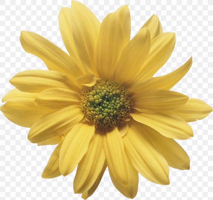 Flower Yellow Stigma Wedding Chrysanthemum, PNG, 1200x1129px, Flower, Blue, Chrysanthemum, Chrysanths, Color Download Free