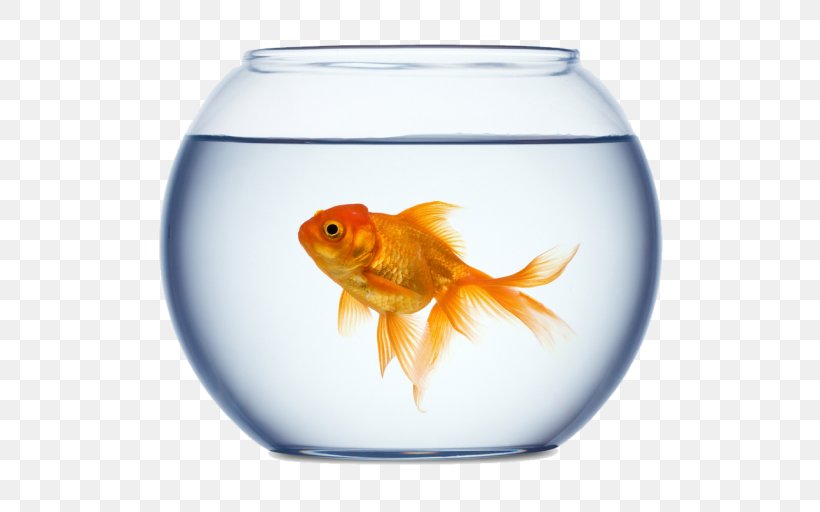 Goldfish Stock Photography Aquarium Royalty-free, PNG, 512x512px, Goldfish, Aquarium, Bony Fish, Bowl, Feeder Fish Download Free