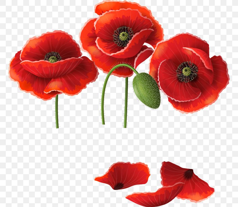 Remembrance Poppy Common Poppy Clip Art, PNG, 764x713px, Poppy, Common Poppy, Coquelicot, Cut Flowers, Flower Download Free