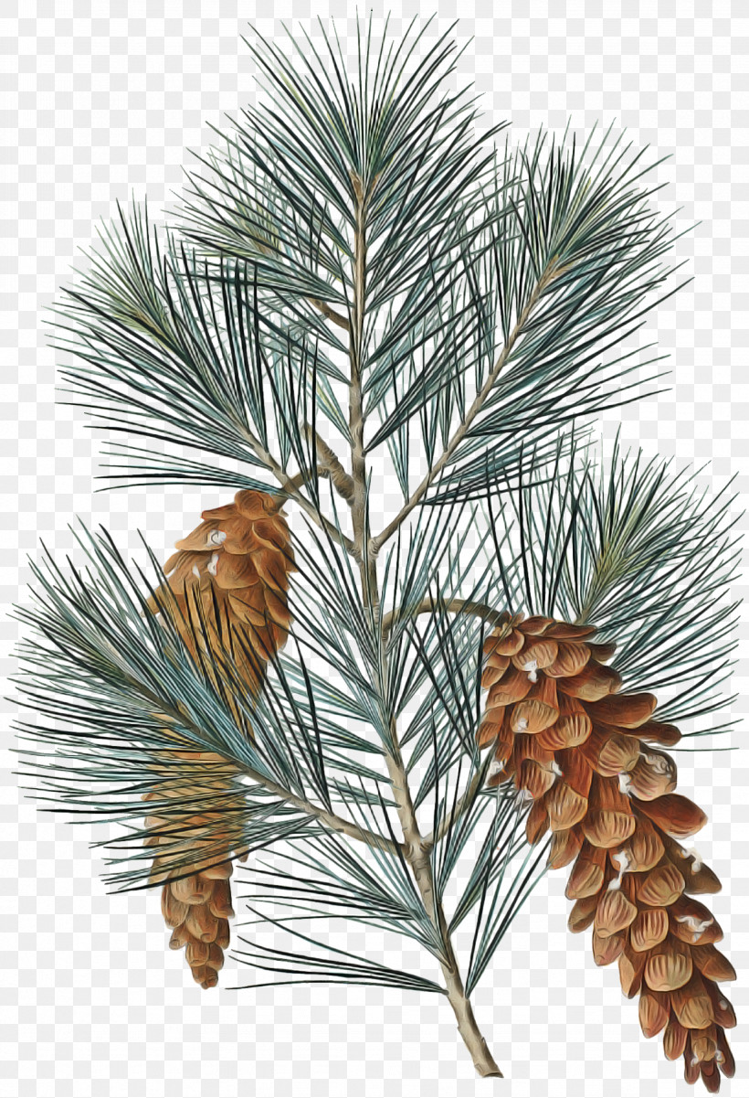 Sugar Pine Columbian Spruce Loblolly Pine White Pine Red Pine, PNG, 1228x1800px, Sugar Pine, Columbian Spruce, Jack Pine, Loblolly Pine, Red Pine Download Free