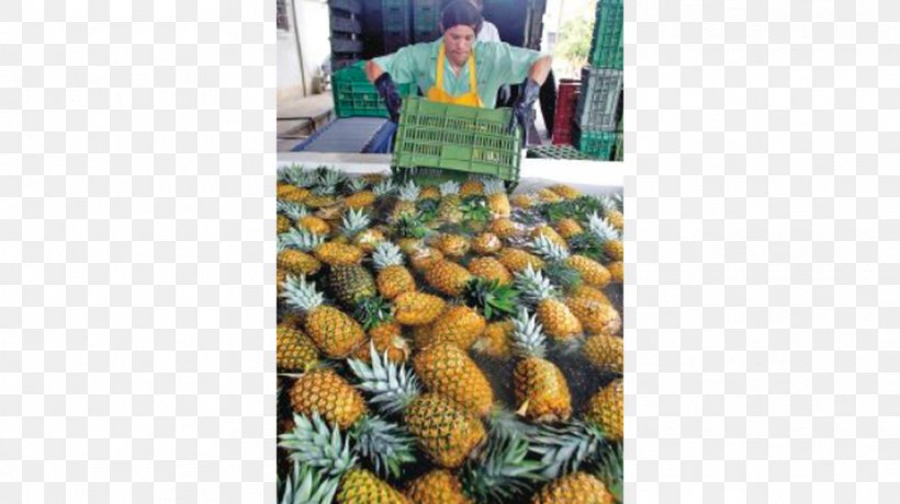 Vegetarian Cuisine Local Food Vegetable, PNG, 1011x568px, Vegetarian Cuisine, Agriculture, Banana, Commodity, Costa Rica Download Free