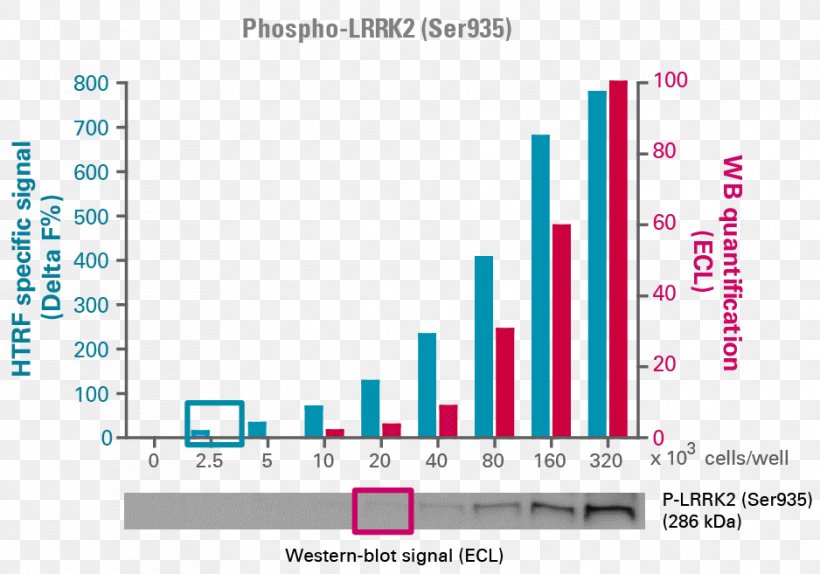 Assay LRRK2 Cell Culture 3T3 Cells, PNG, 938x657px, 3t3 Cells, Assay, Ampactivated Protein Kinase, Area, Brand Download Free