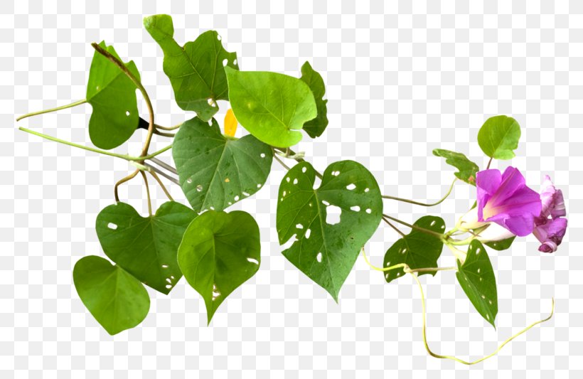 Herbaceous Plant Blog Petal, PNG, 800x533px, Herbaceous Plant, Annual Plant, Blog, Branch, Diary Download Free