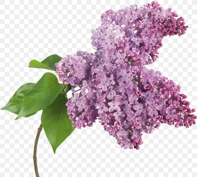 Lilac Clip Art, PNG, 1600x1443px, Lilac, Branch, Cut Flowers, Digital Image, Dots Per Inch Download Free