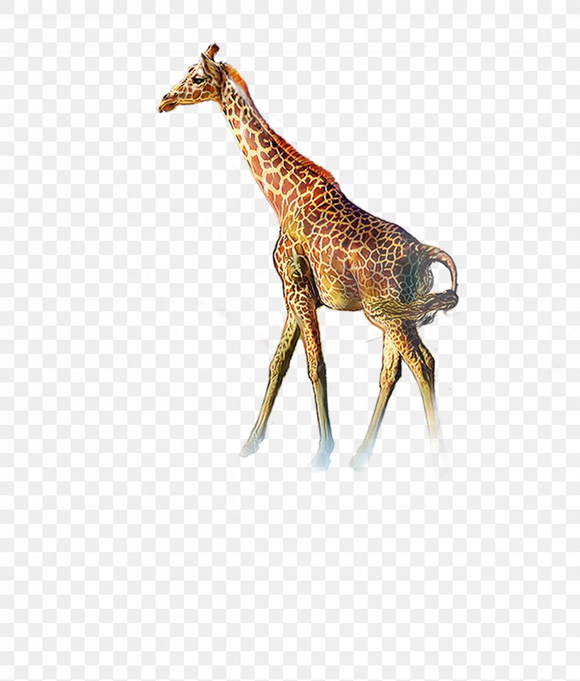 Northern Giraffe Icon, PNG, 2540x2981px, Northern Giraffe, Animal, Fauna, Giraffe, Giraffidae Download Free