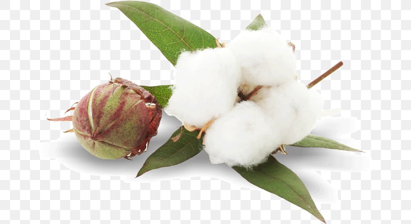 Cottonseed Plant Sea Island Cotton, PNG, 664x448px, Cotton, Bud, Combing, Cottonseed, Cottonseed Oil Download Free