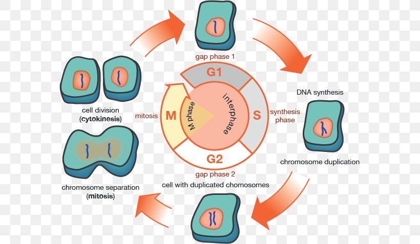 G1 Phase G2 Phase Cell Cycle Mitosis Interphase, PNG, 587x477px, G1 Phase, Area, Biology, Brand, Cell Download Free