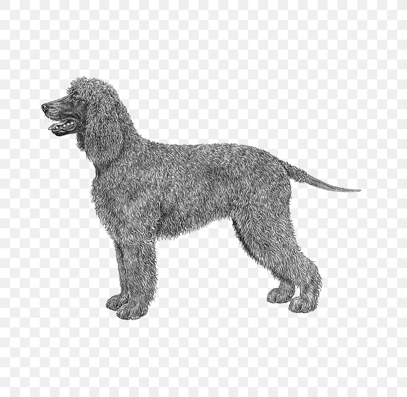 Irish Water Spaniel American Water Spaniel Boykin Spaniel Curly-coated Retriever Portuguese Water Dog, PNG, 800x800px, Irish Water Spaniel, American Water Spaniel, Black And White, Boykin Spaniel, Carnivoran Download Free