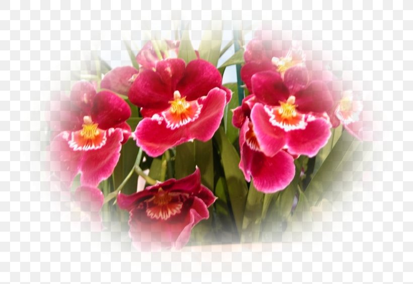Moth Orchids Pink M Herbaceous Plant, PNG, 751x564px, Moth Orchids, Flower, Flowering Plant, Herbaceous Plant, Magenta Download Free