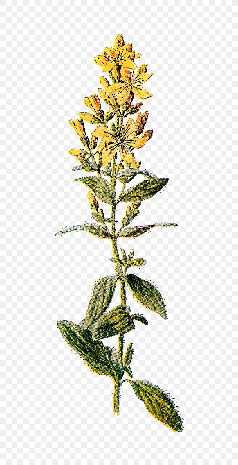 Perforate St John's-wort Wildflower Clip Art, PNG, 769x1600px, Wildflower, Art, Botanical Illustration, Branch, Drawing Download Free