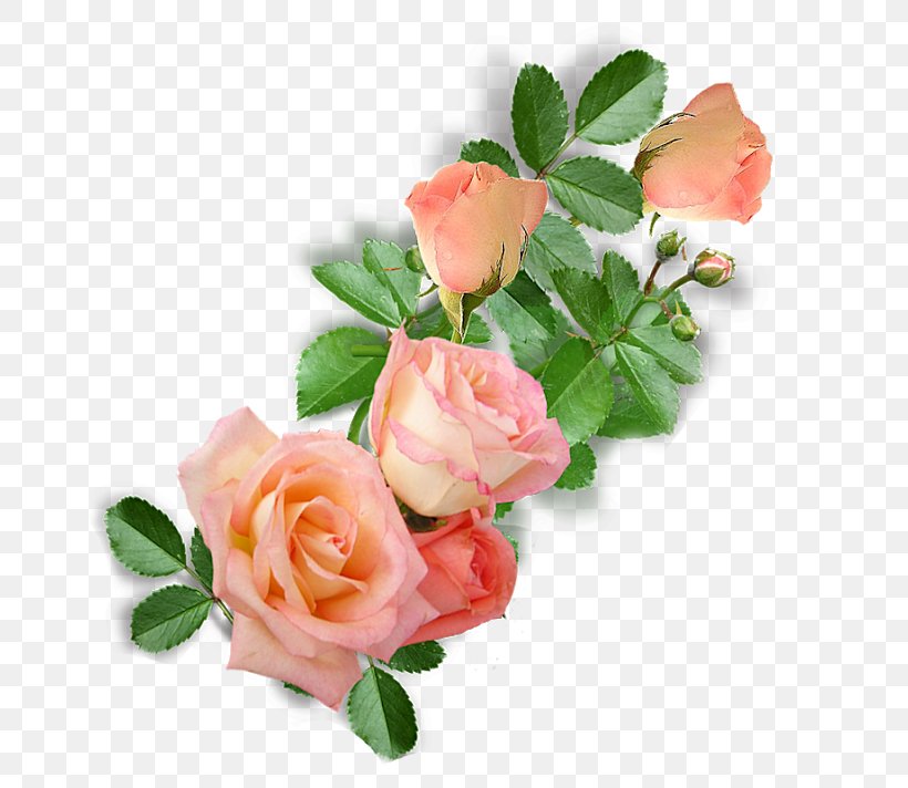 Garden Roses Cabbage Rose Floribunda Floral Design Cut Flowers, PNG, 712x712px, Garden Roses, Artificial Flower, Cabbage Rose, Cut Flowers, Floral Design Download Free