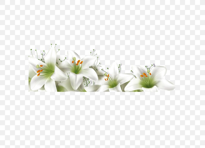 Lilium Flower, PNG, 591x591px, Lilium, Artificial Flower, Blossom, Computer Software, Cut Flowers Download Free