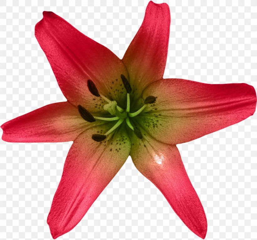 Lilium Flower Watercolor Painting, PNG, 1000x933px, Lilium, Amaryllis Belladonna, Cut Flowers, Daylily, Designer Download Free