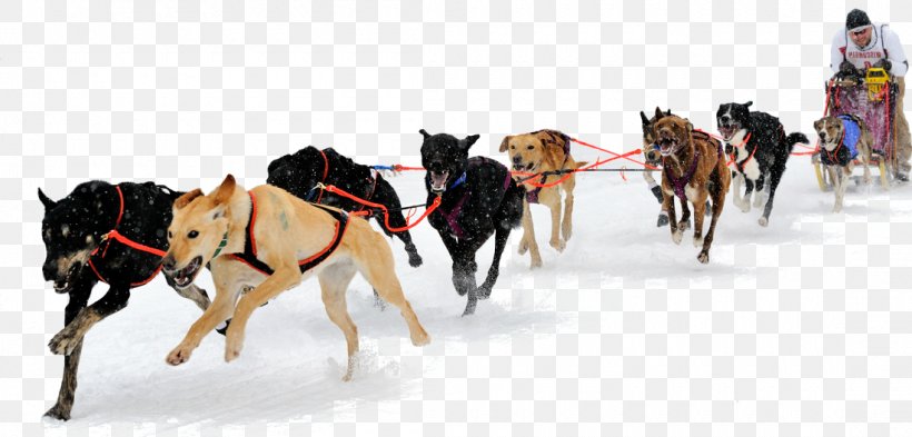 Siberian Husky Alaskan Malamute Eurohound Sled Dog Dog Sled, PNG, 1100x528px, Siberian Husky, Adventure, Alaskan Malamute, Bridle, Dog Download Free