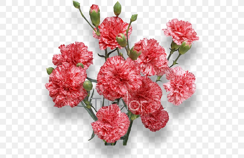 Carnation Royalty-free Flower Stock Photography, PNG, 652x532px, Carnation, Artificial Flower, Blossom, Burgundy, Cut Flowers Download Free