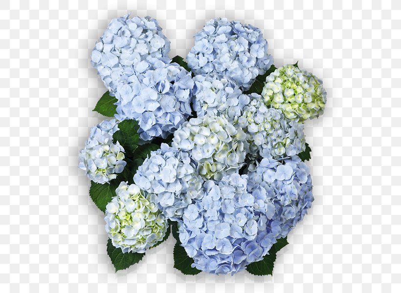 Cut Flowers Hydrangea Arborescens Panicled Hydrangea Blue, PNG, 600x600px, Cut Flowers, Annual Plant, Blue, Colour Club, Cornales Download Free