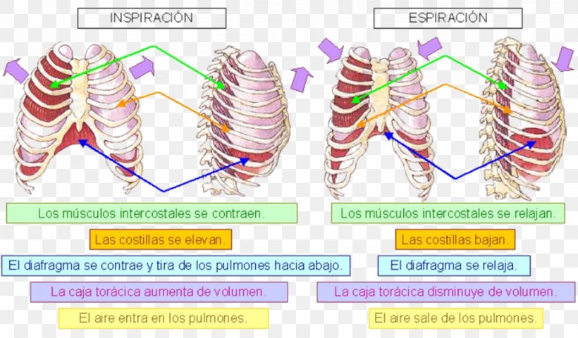 Exhalation Breathing Respiratory System Ventilación Pulmonar Inhalation, PNG, 926x543px, Watercolor, Cartoon, Flower, Frame, Heart Download Free