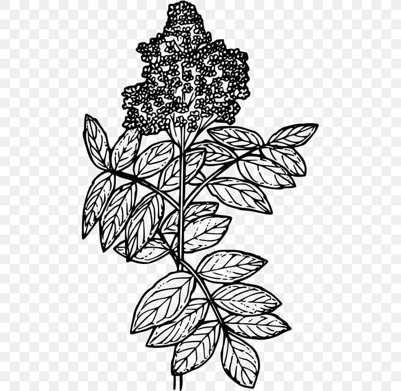 Red Elderberry Drawing Line Art Coloring Book, PNG, 485x800px, Red Elderberry, Art, Black And White, Branch, Coloring Book Download Free