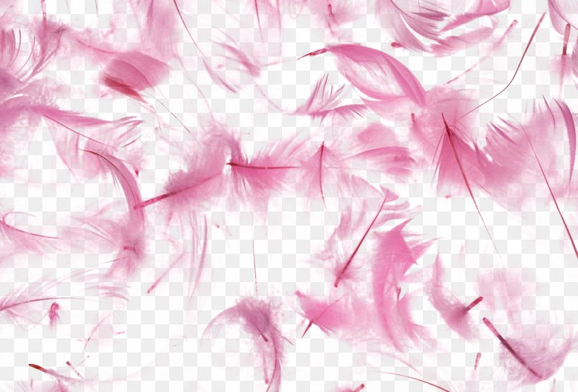 Bird Feather Texture Wallpaper, PNG, 1024x695px, Bird, Art, Drawing, Drop, Feather Download Free